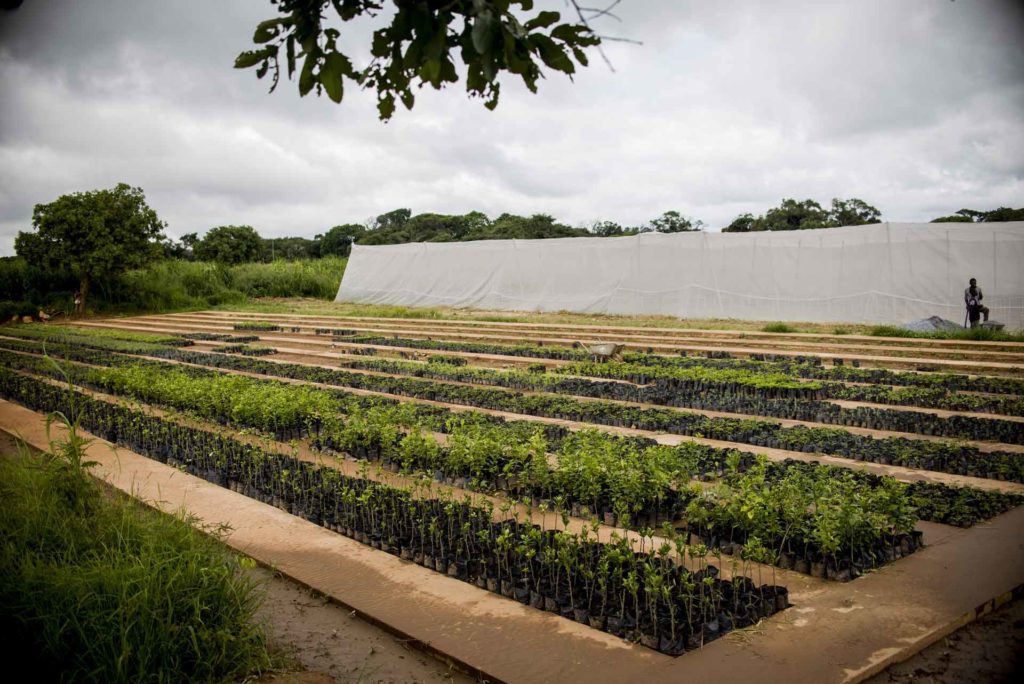 Green-House