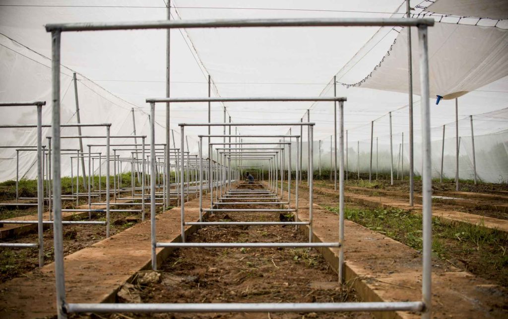 Green-House-(interno)