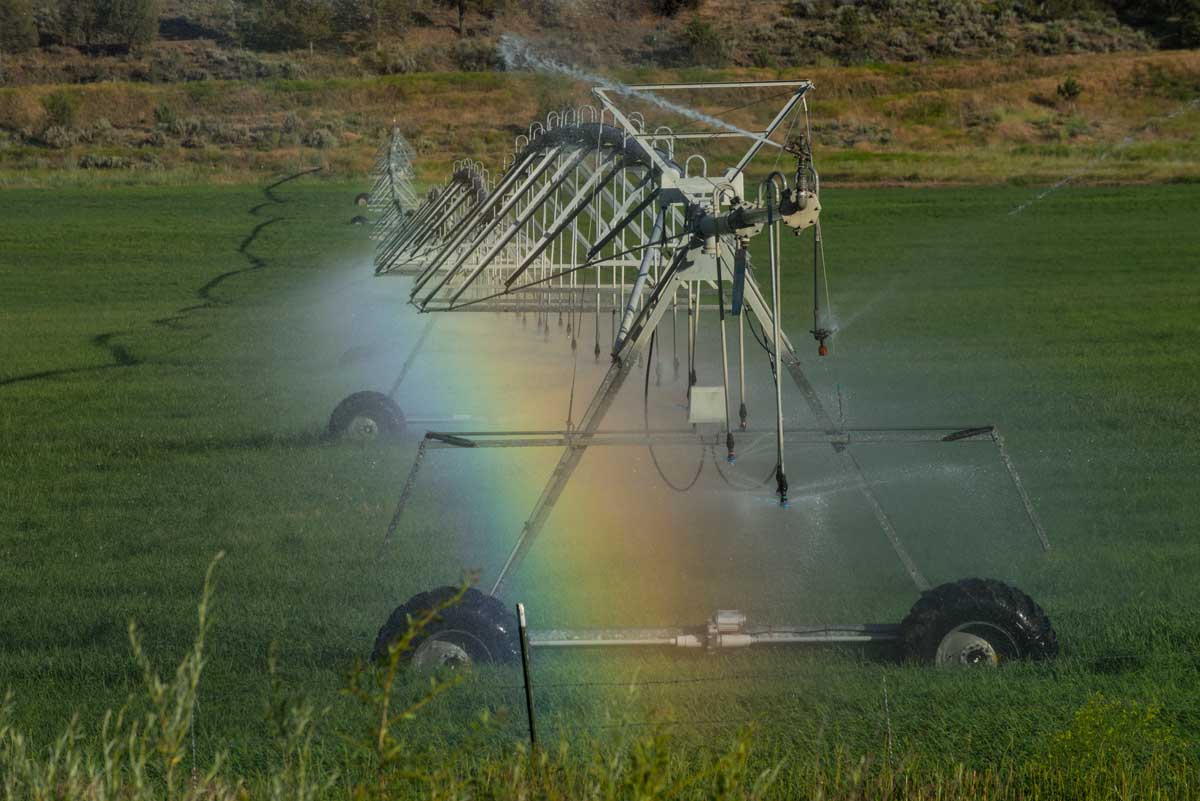 Recupero acqua piovana per irrigazione: un approccio sostenibile per un  utilizzo consapevole - Caprari